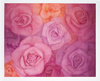 Unen ruusut / Roses of Dream, 2002, 110 x 140 cm